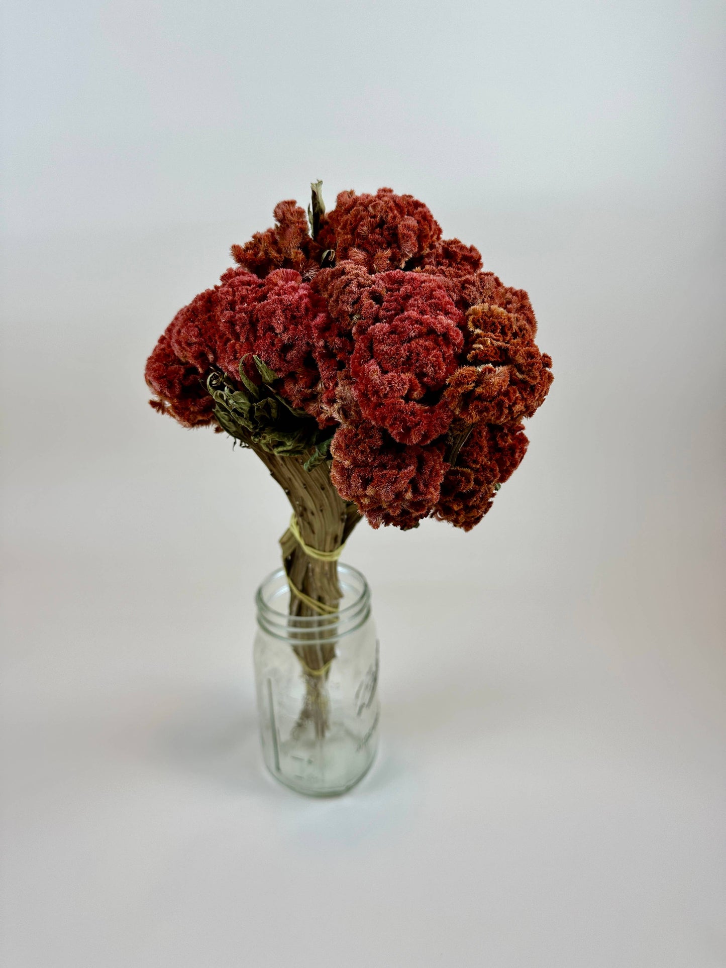 Coxcomb (Celosia) - Autumn