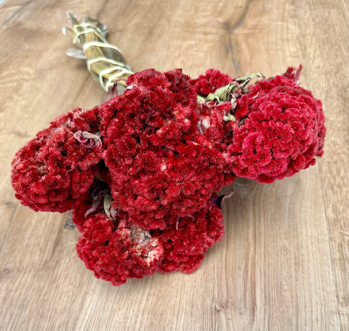 Coxcomb (Celosia) - Red