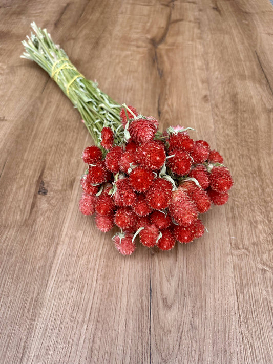 Globe Amaranth - Red