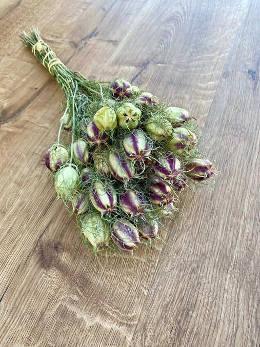 Nigella (Love in a Mist)