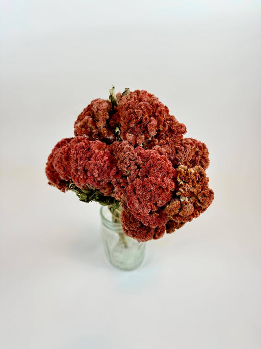 Coxcomb (Celosia) - Autumn