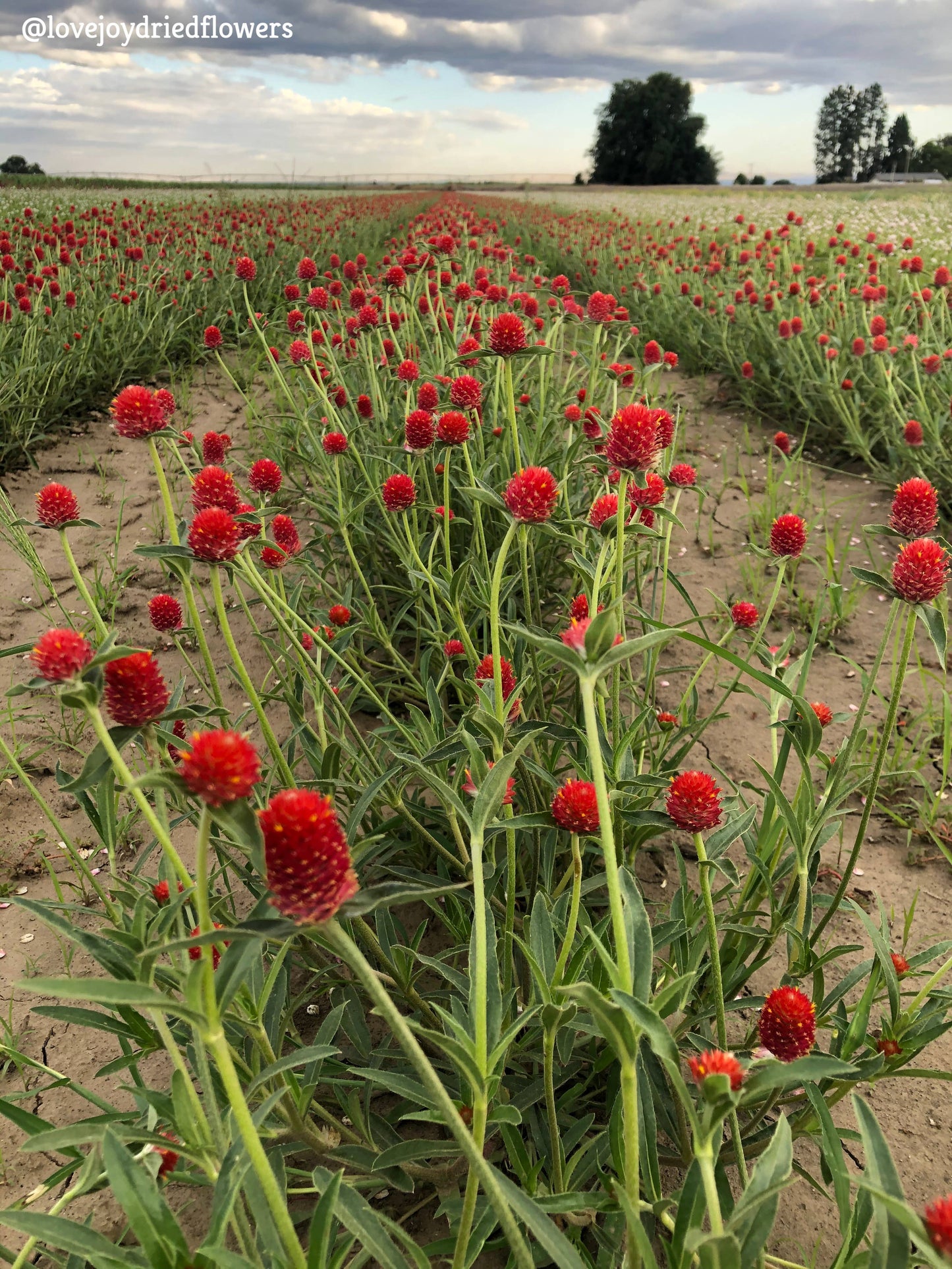 Globe Amaranth - Red