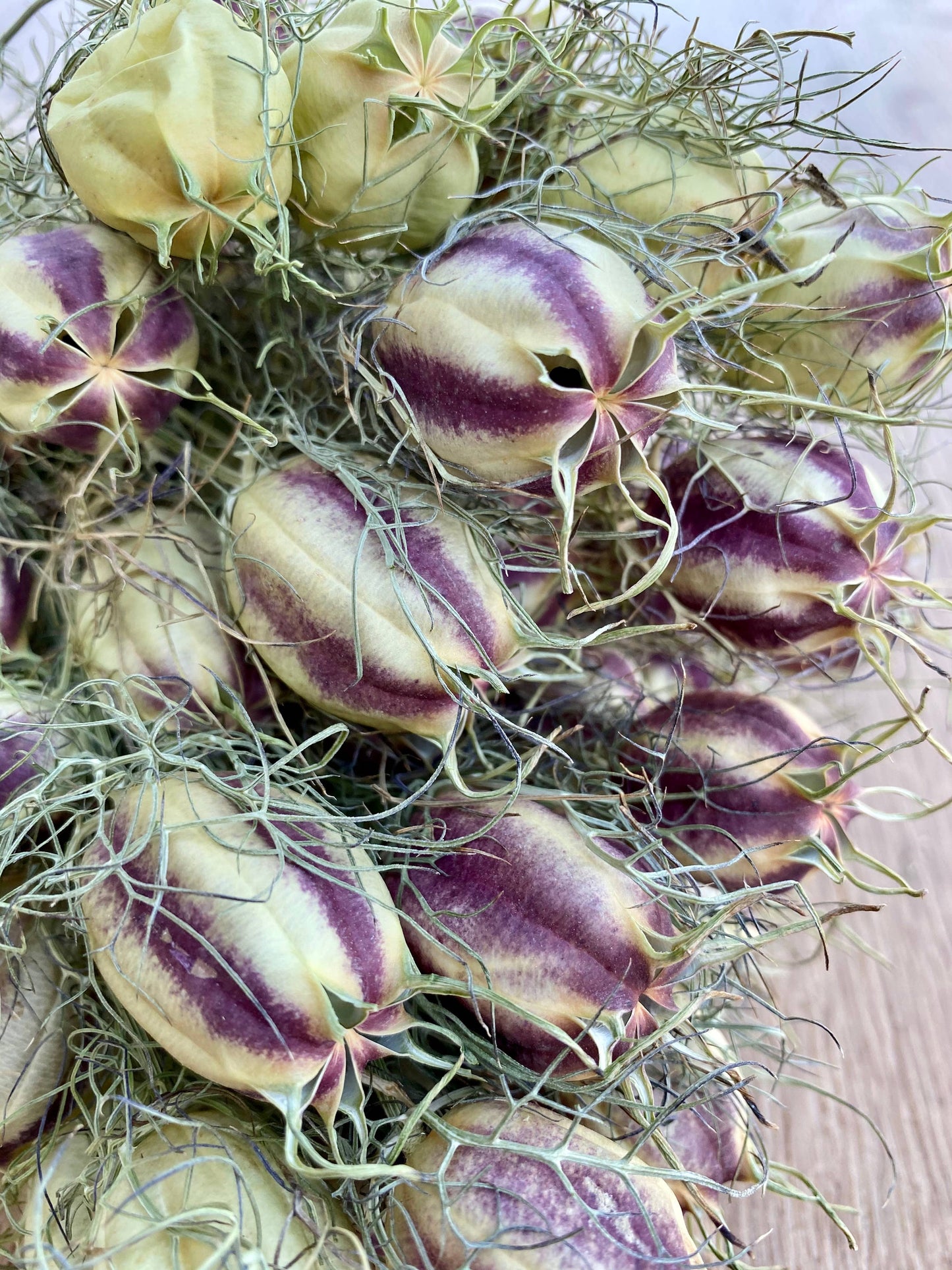 Nigella (Love in a Mist)