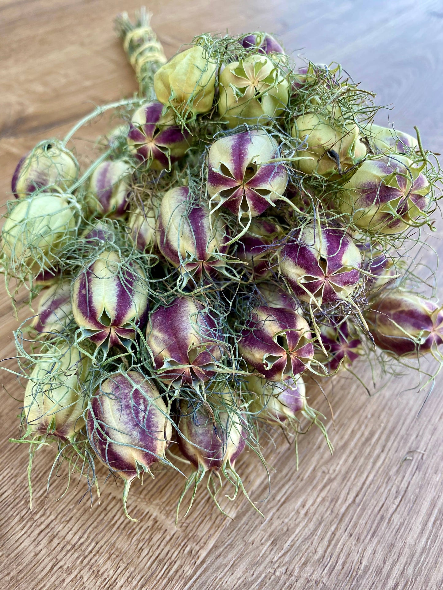 Nigella (Love in a Mist)