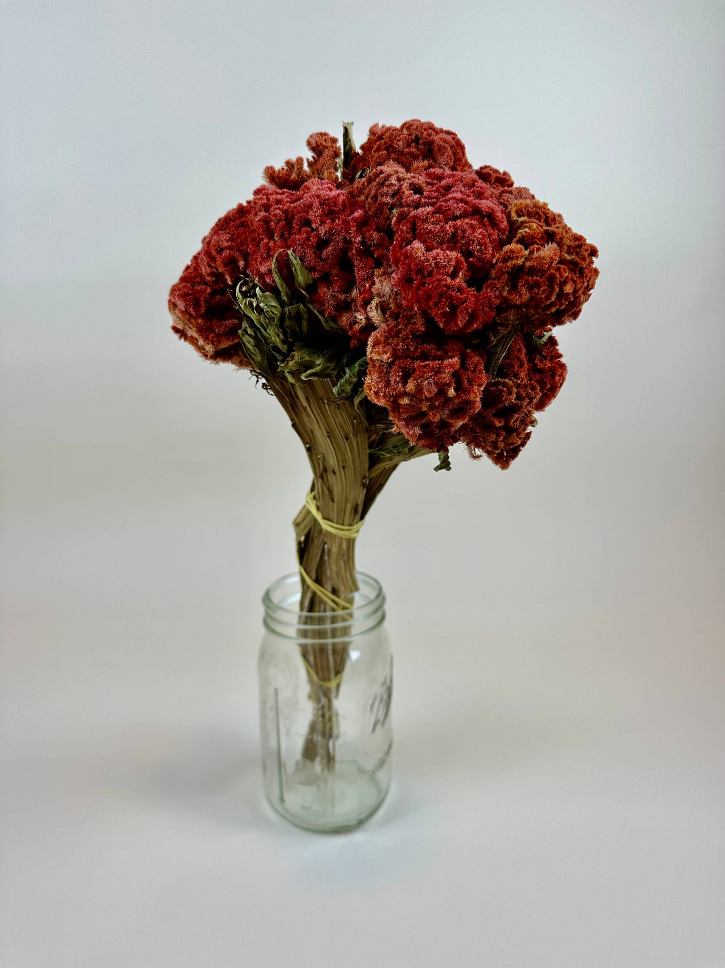 Coxcomb (Celosia) - Autumn