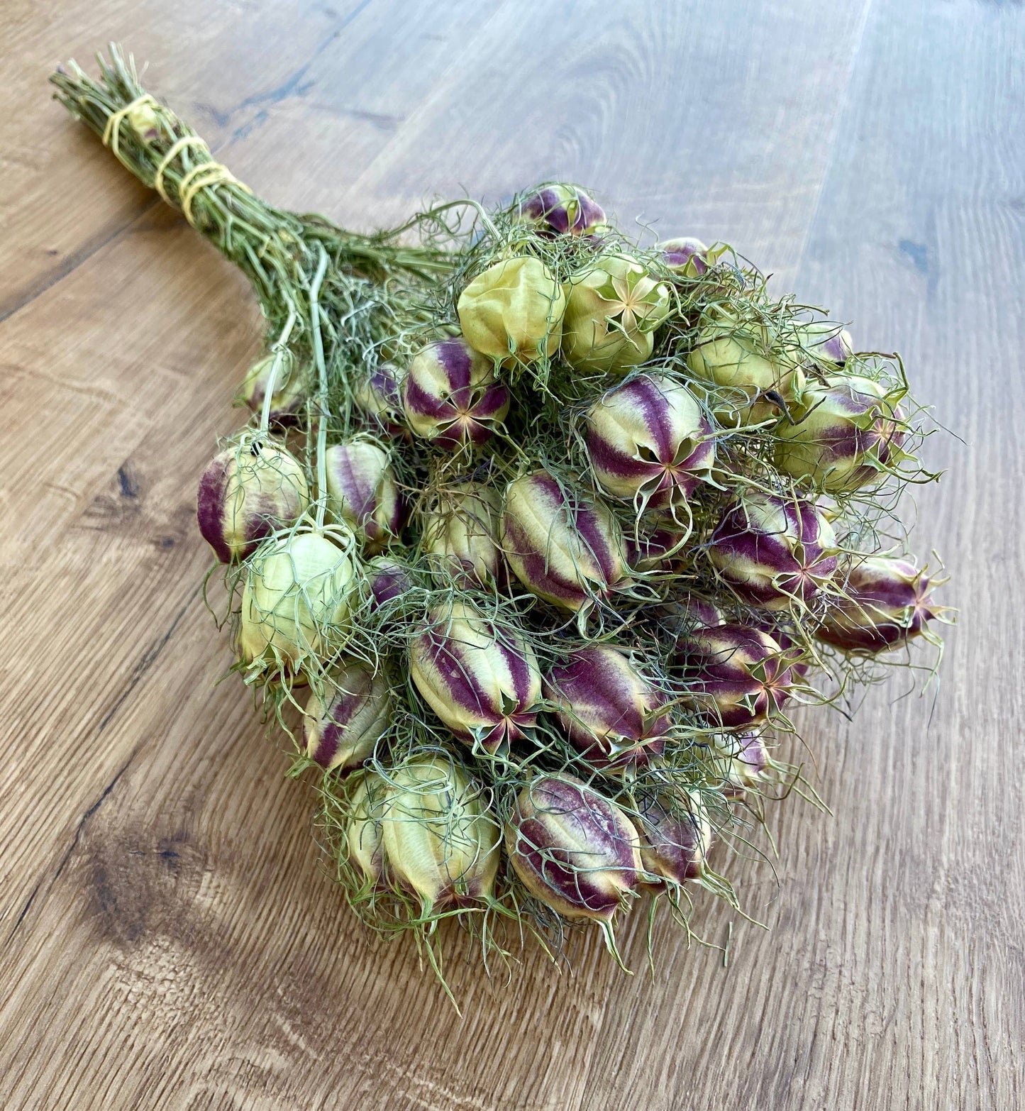 Nigella (Love in a Mist)