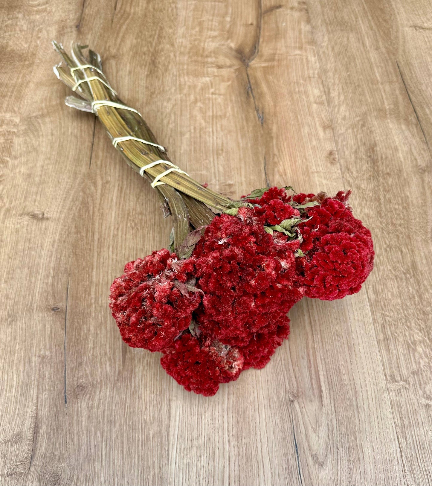 Coxcomb (Celosia) - Red