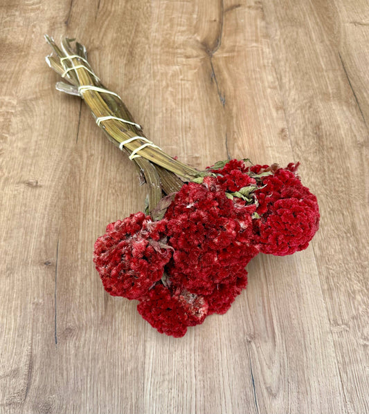 Coxcomb (Celosia) - Red